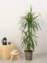 Dracaena Marginata Head